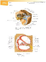 Sobotta Atlas of Human Anatomy  Head,Neck,Upper Limb Volume1 2006, page 401